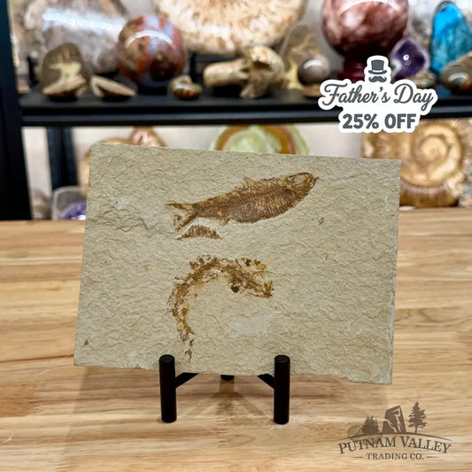 Green River Fish Fossil 3.5’’ + 2.75’’ - Fossil