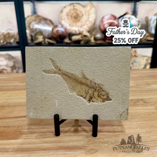 Green River Fish Fossil 5’’ - Fossil