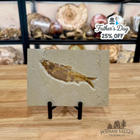 Green River Fish Fossil 5.25’’ - Fossil