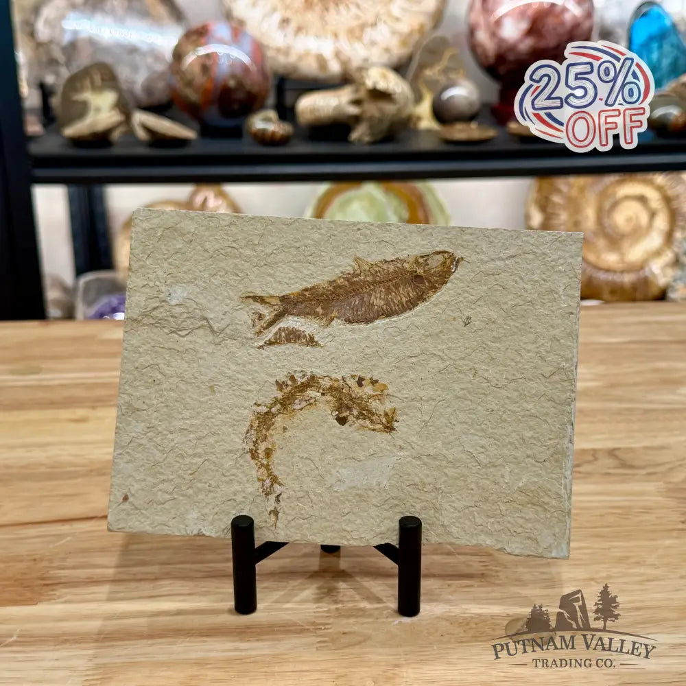 Green River Fish Fossil 3.5’’ + 2.75’’ - Fossil