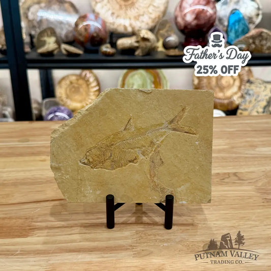 Green River Fish Fossil 5.38’’ - Fossil