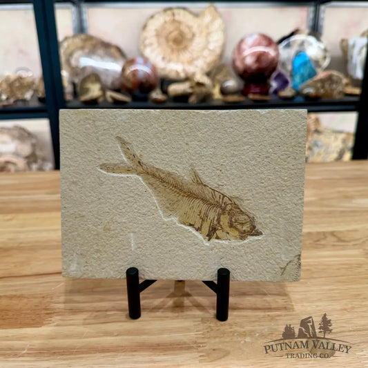 Green River Fish Fossil 5’’ - Fossil