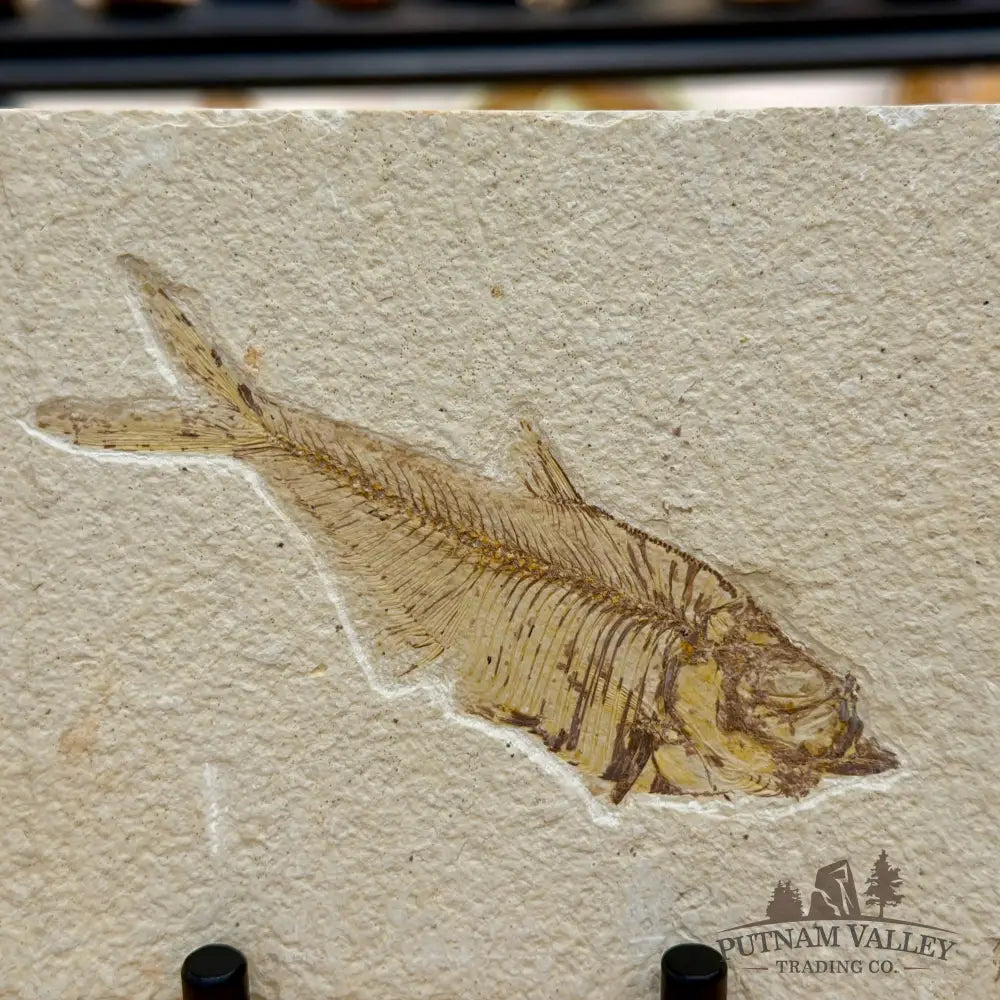 Green River Fish Fossil 5’’ - Fossil