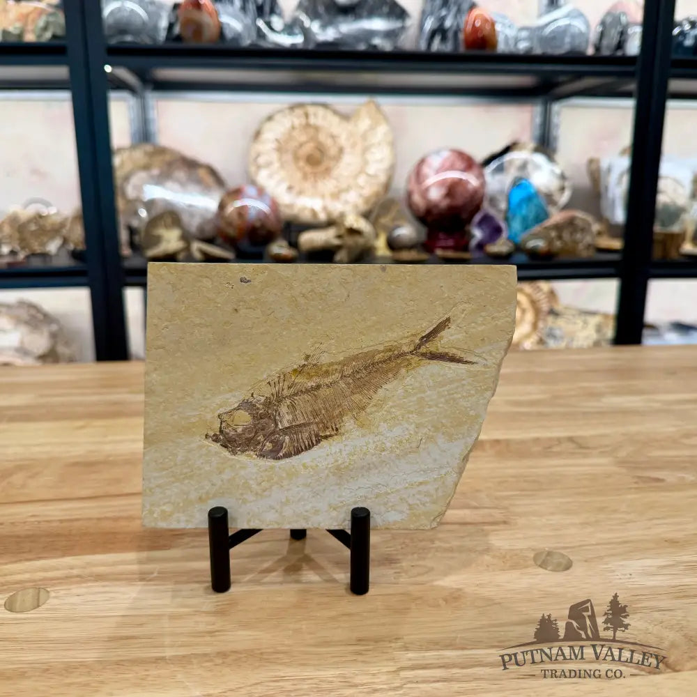 Green River Fish Fossil 5’’ - Fossil