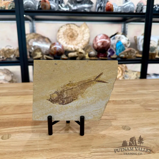 Green River Fish Fossil 5’’ - Fossil