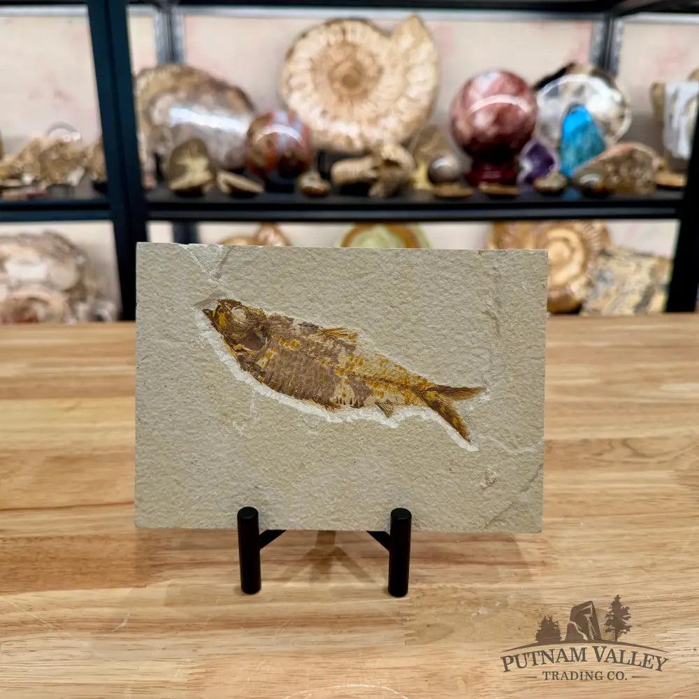 Green River Fish Fossil 5.25’’ - Fossil