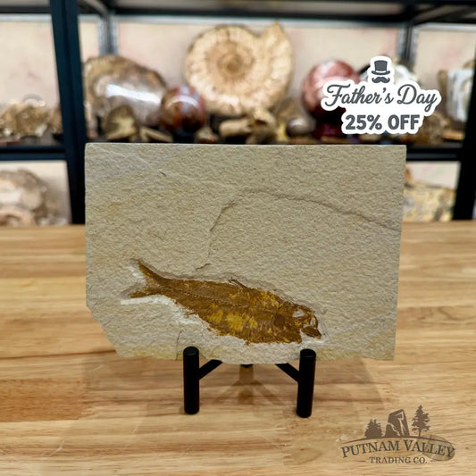 Green River Fish Fossil 4.5’’ - Fossil
