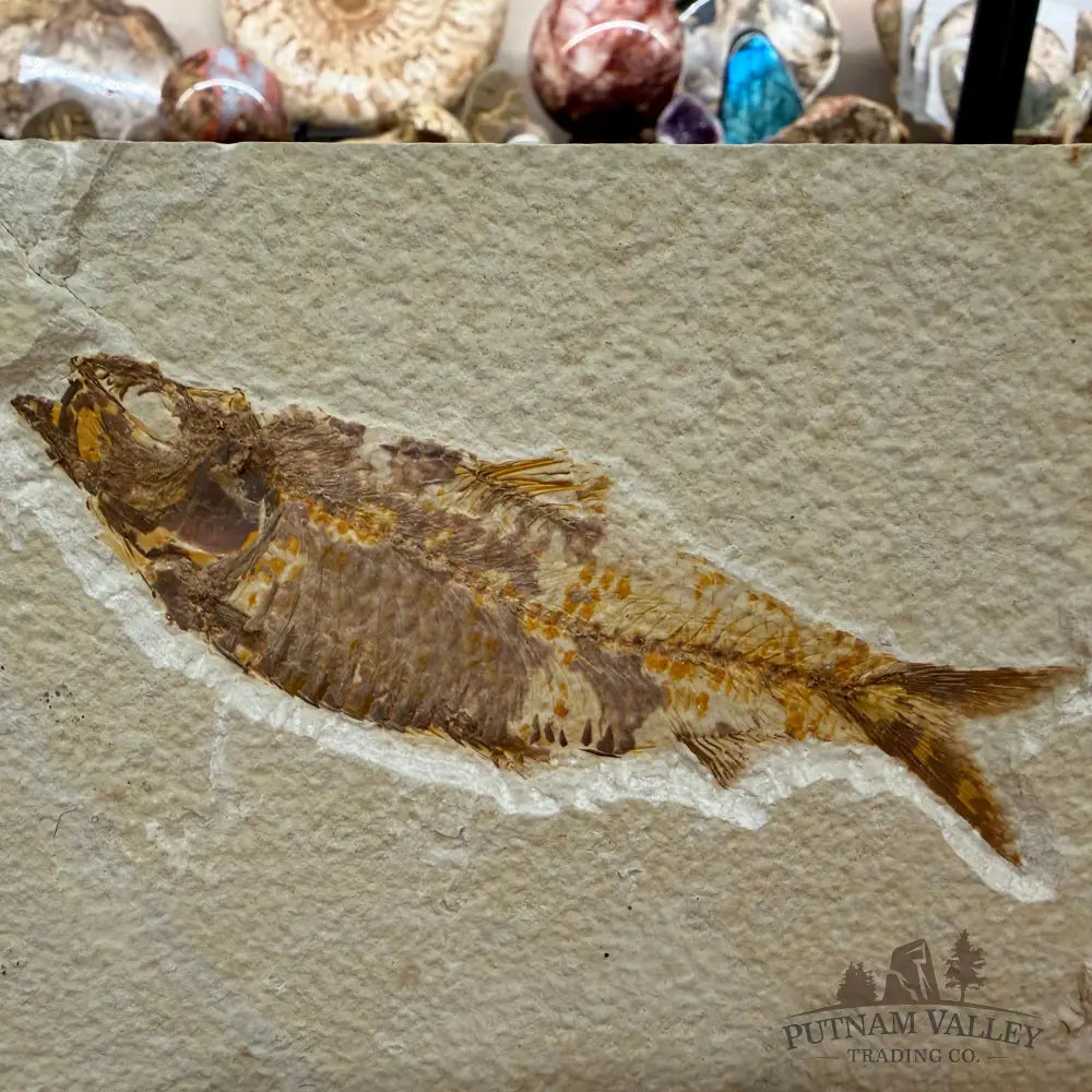 Green River Fish Fossil 5.25’’ - Fossil
