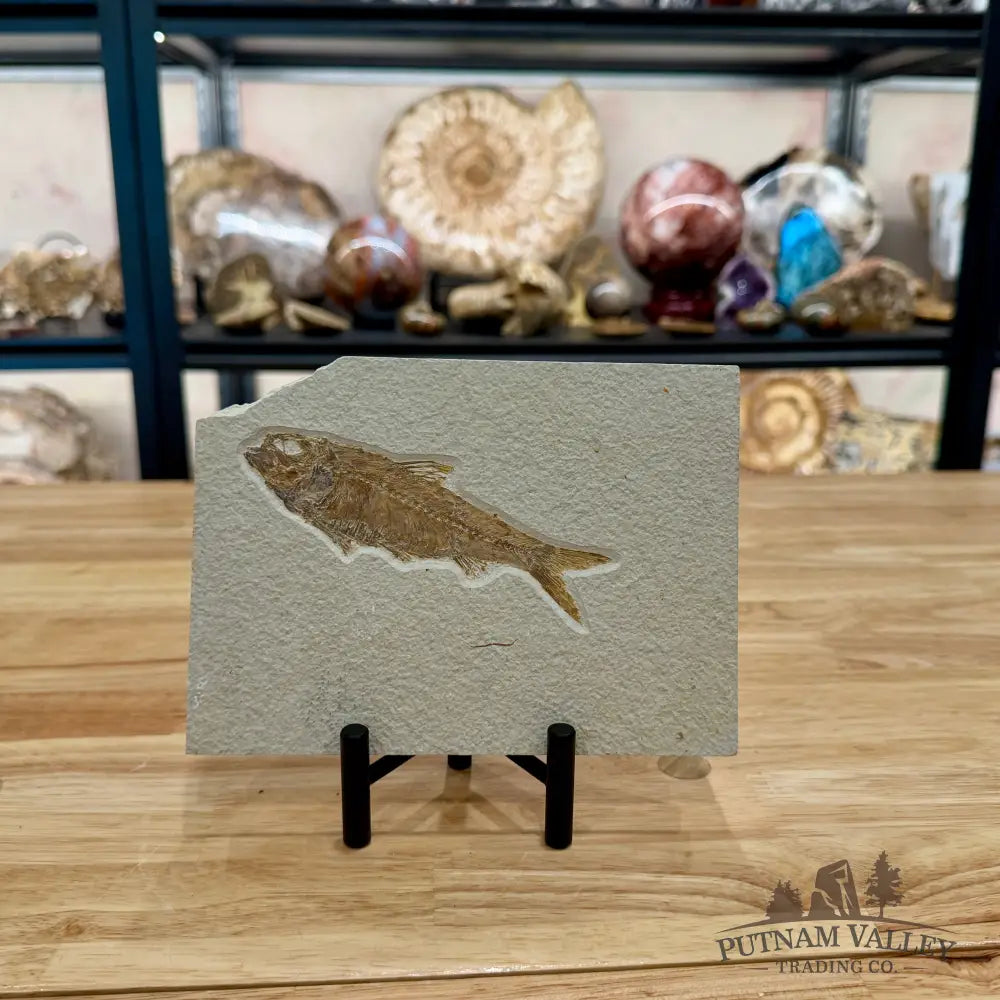 Green River Fish Fossil 4.85’’ - Fossil