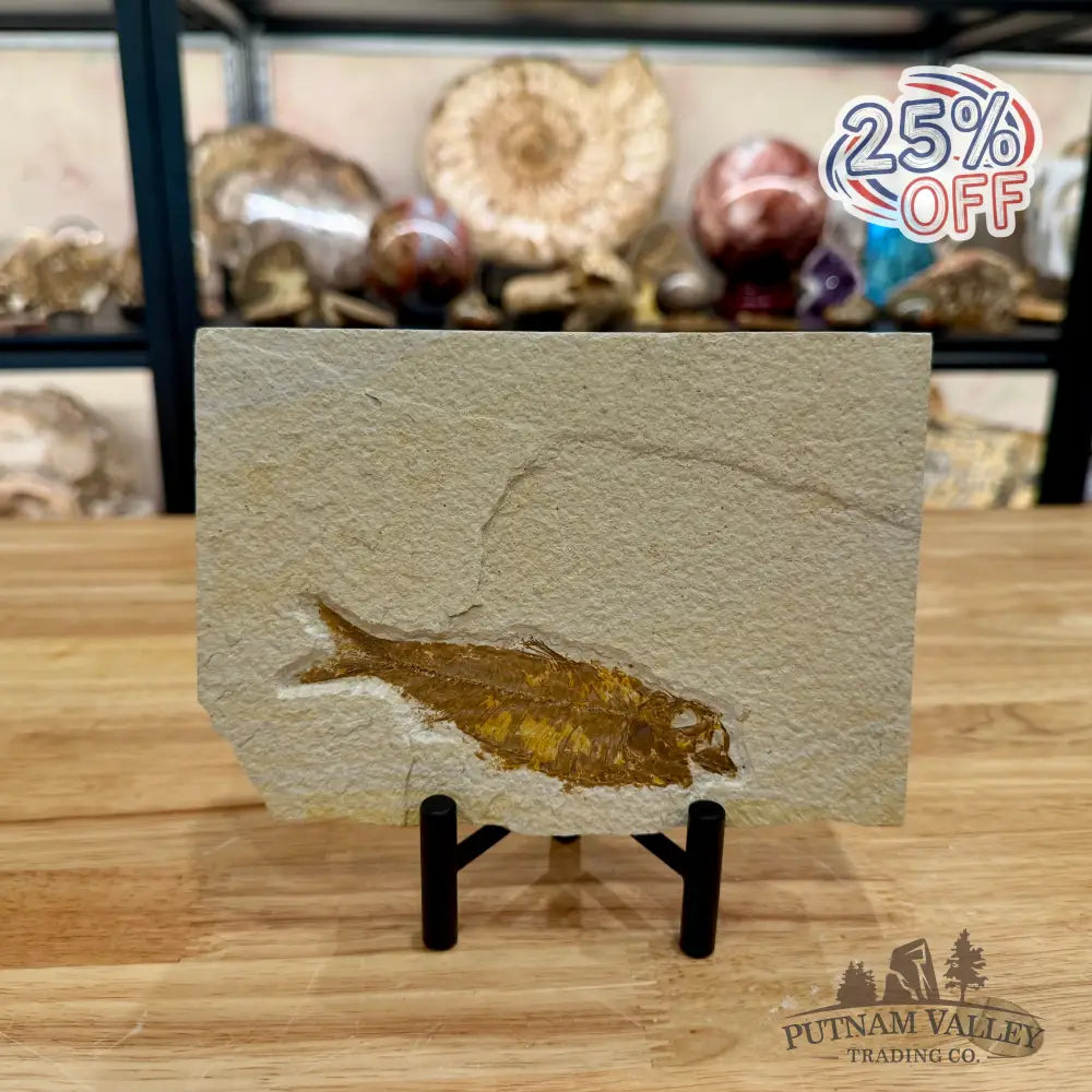 Green River Fish Fossil 4.5’’ - Fossil