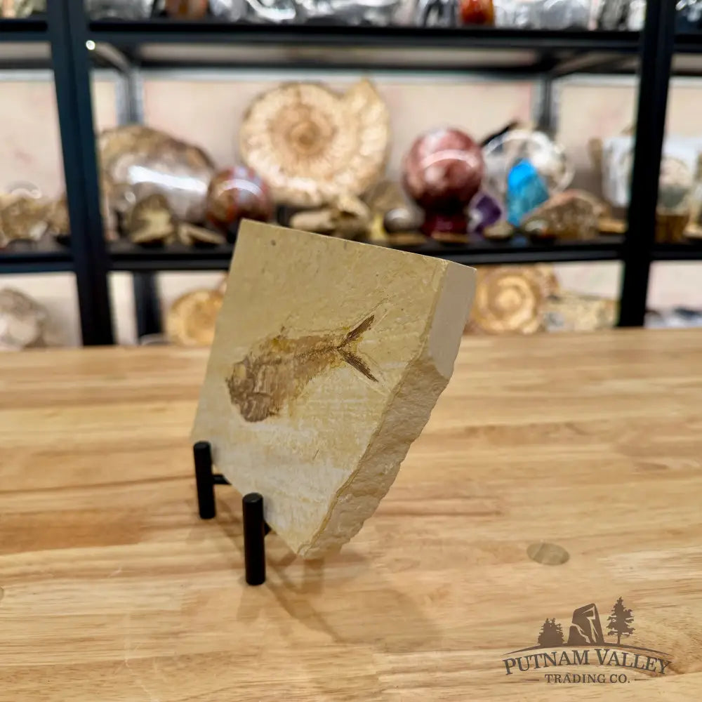 Green River Fish Fossil 5’’ - Fossil