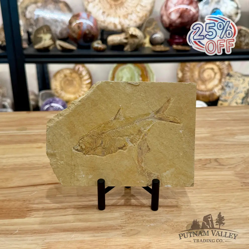 Green River Fish Fossil 5.38’’ - Fossil