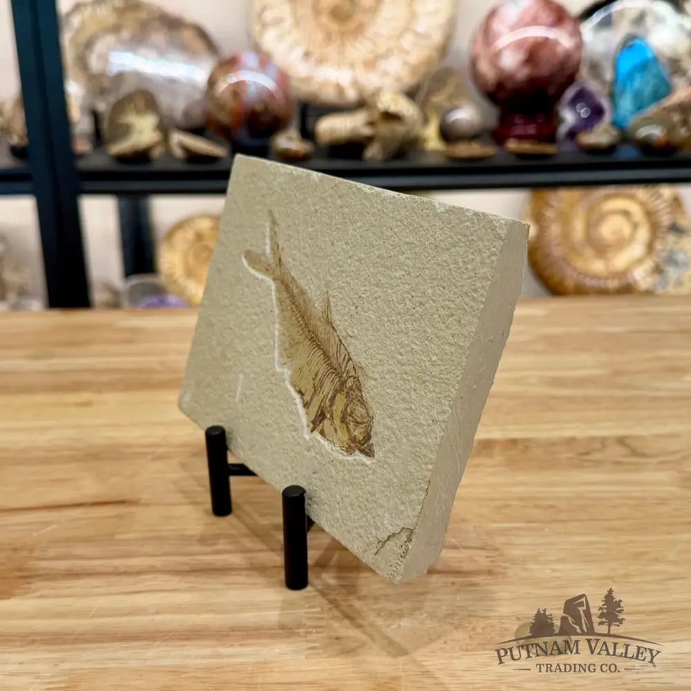 Green River Fish Fossil 5’’ - Fossil