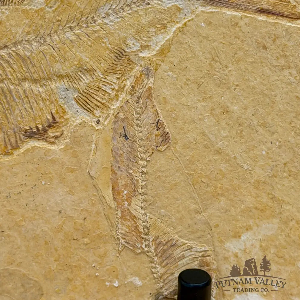 Green River Fish Fossil 5.38’’ - Fossil