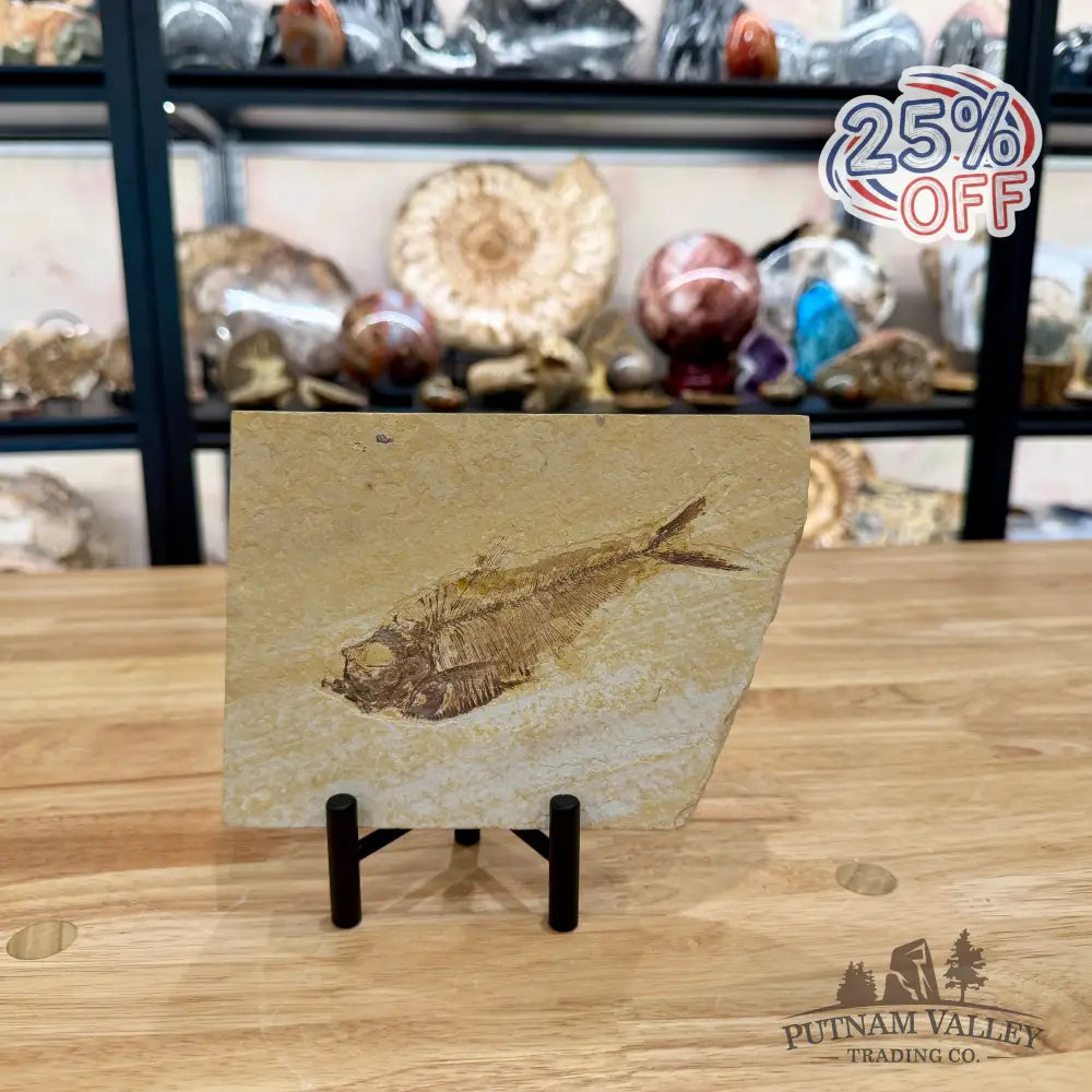 Green River Fish Fossil 5’’ - Fossil