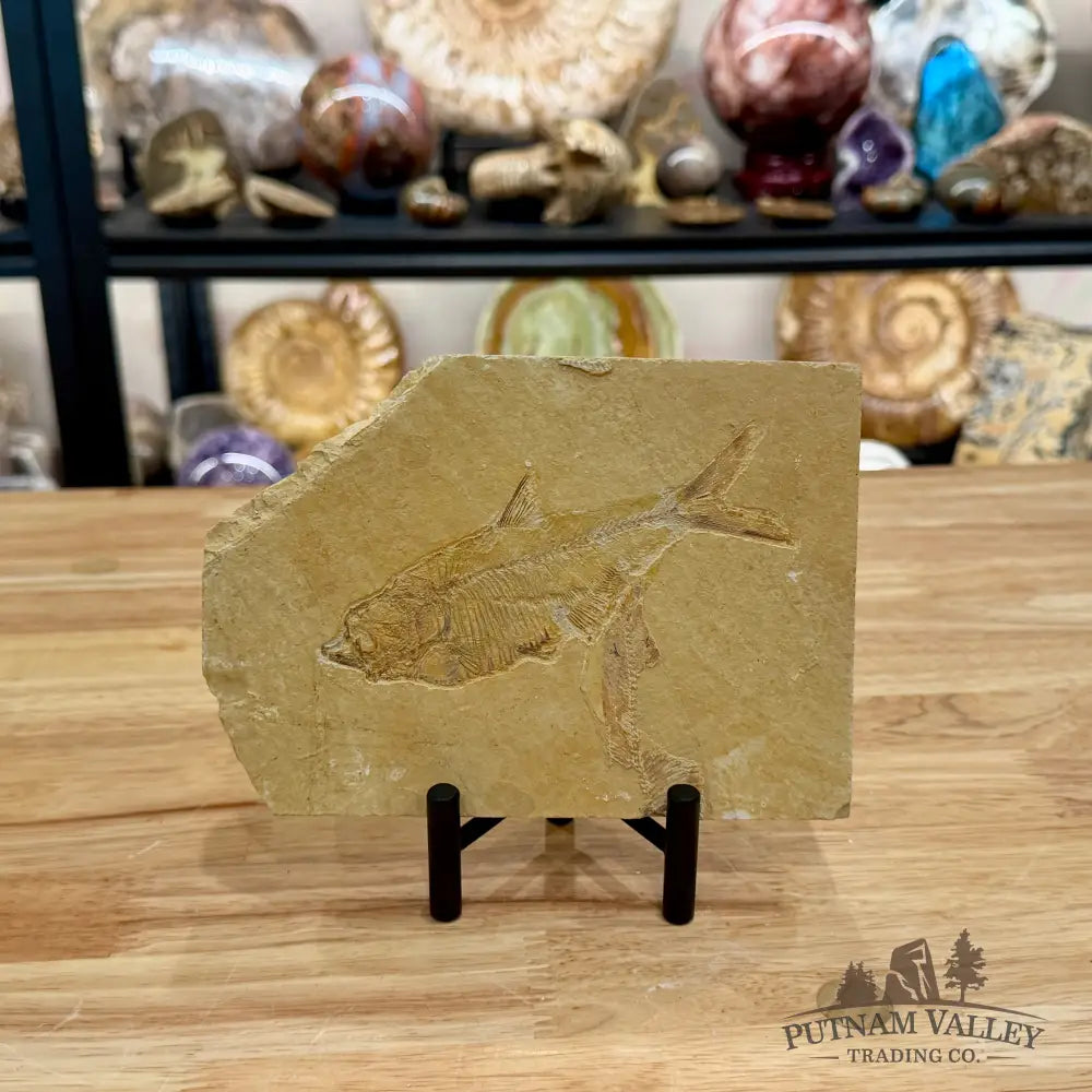 Green River Fish Fossil 5.38’’ - Fossil