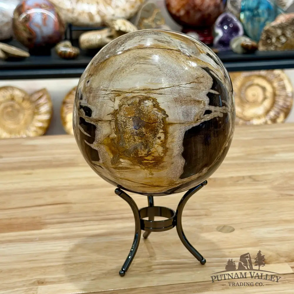 Hand-carved Indonesian Petrified Wood Sphere 5.9’’ Sphere