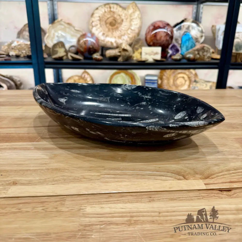 Hand-Carved Orthoceras Fossil Bowl 14.75’’ - Fossil Bowl