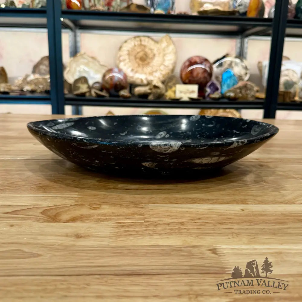Hand-Carved Orthoceras Fossil Bowl 14.75’’ - Fossil Bowl