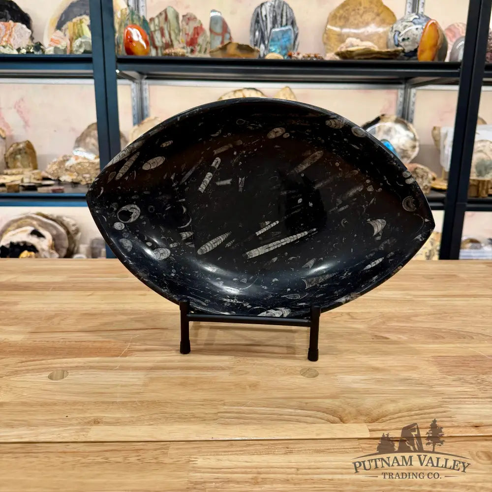 Hand-Carved Orthoceras Fossil Bowl 14.75’’ - Fossil Bowl