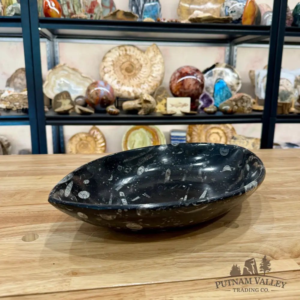 Hand-Carved Orthoceras Fossil Bowl 14.75’’ - Fossil Bowl