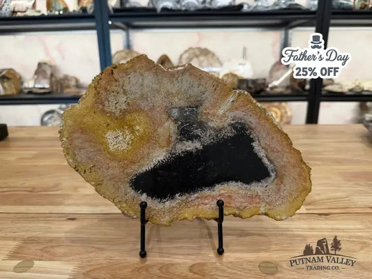 Genuine Petrified Palmwood Slab - Putnam Valley Trading Co.