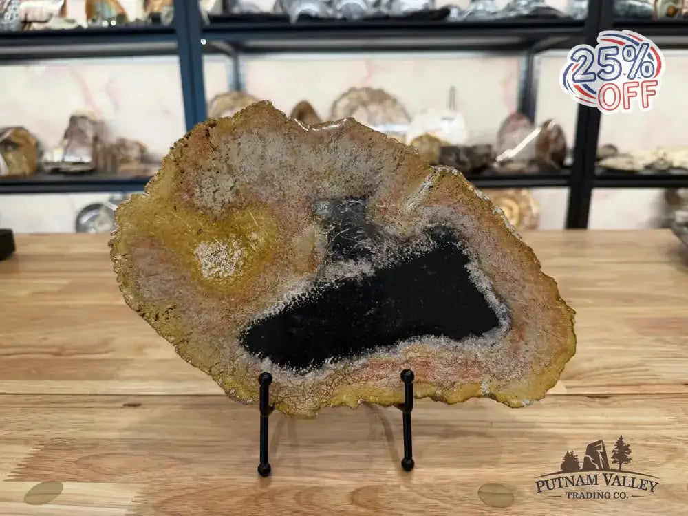 Genuine Petrified Palmwood Slab - Putnam Valley Trading Co.
