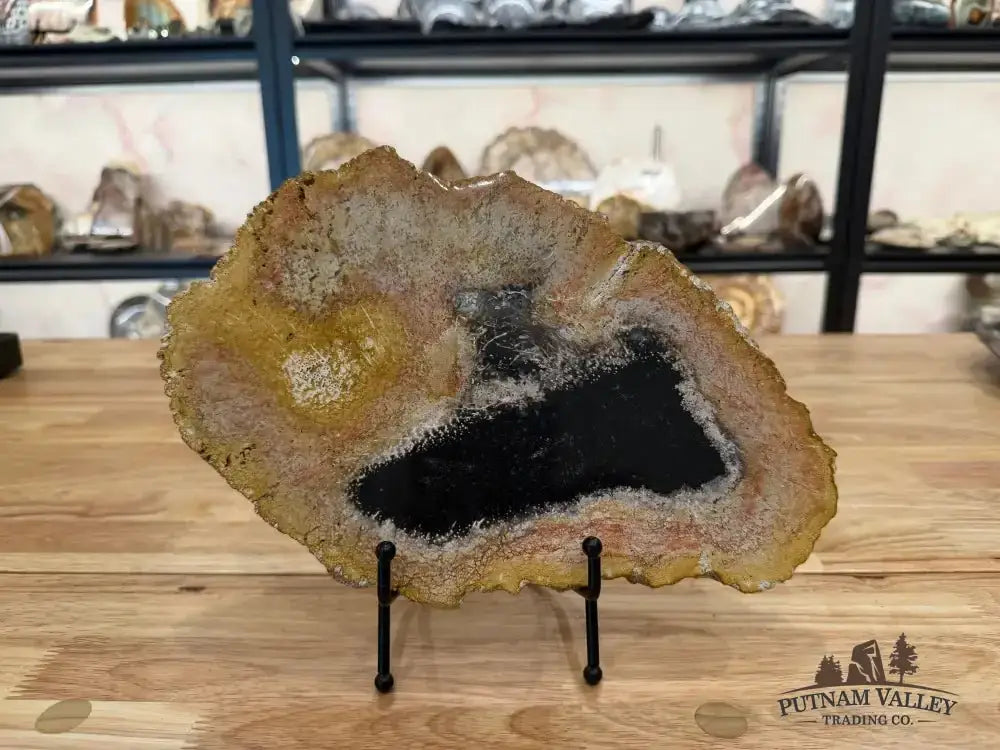 Genuine Petrified Palmwood Slab - Putnam Valley Trading Co.
