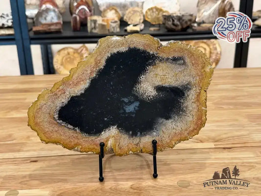 Real Petrified Palmwood Slab - Putnam Valley Trading Co.