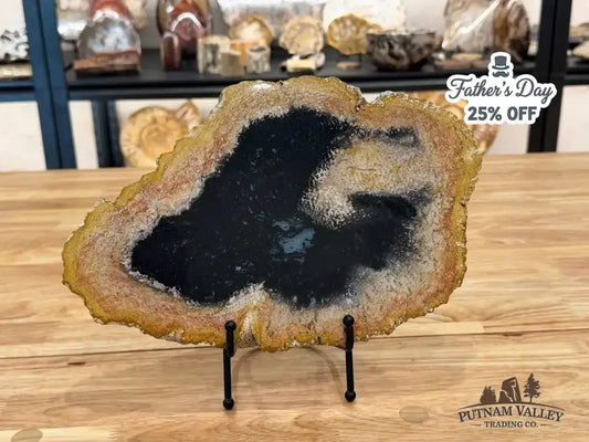 Real Petrified Palmwood Slab - Putnam Valley Trading Co.