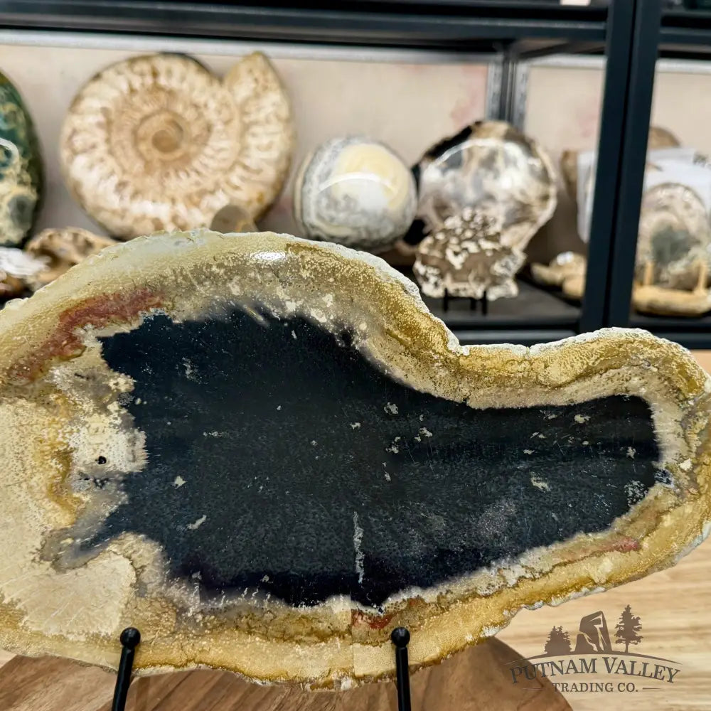 Indonesian Petrified Palmwood Slab 15.2’’ - Slab
