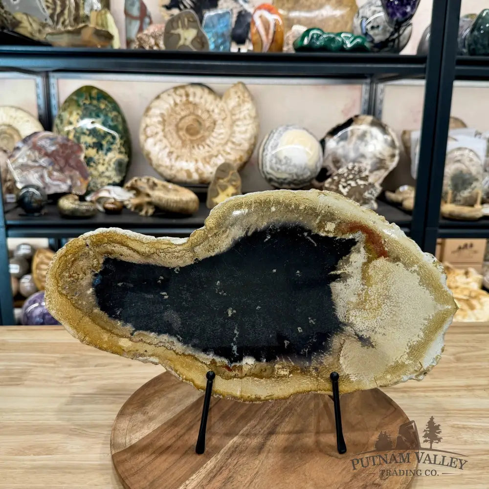 Indonesian Petrified Palmwood Slab 15.2’’ - Slab