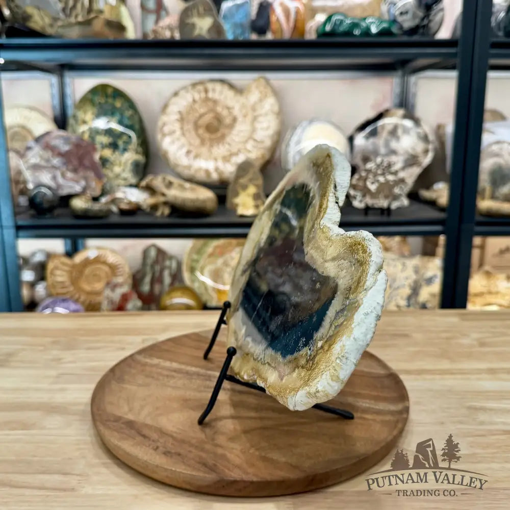 Indonesian Petrified Palmwood Slab 15.2’’ - Slab