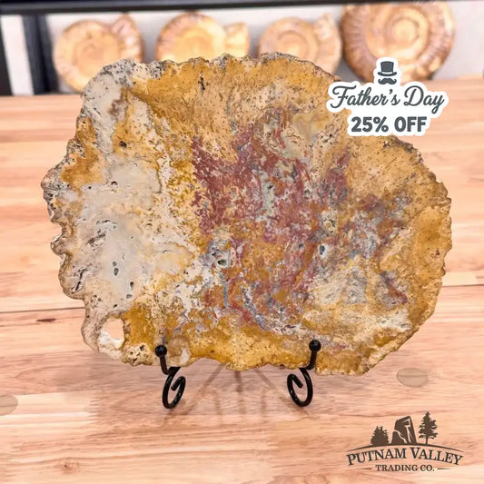 Petrified Palmwood Slab - Putnam Valley Trading Co.