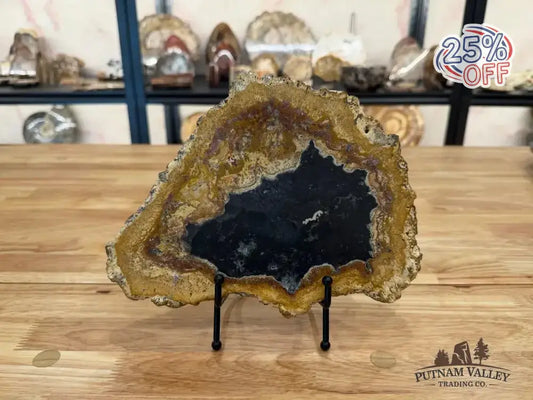 Real Petrified Palmwood Slab - Putnam Valley Trading Co.