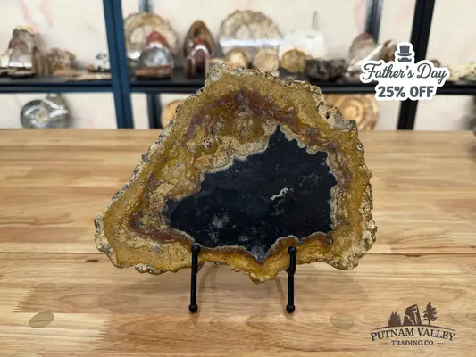 Real Petrified Palmwood Slab - Putnam Valley Trading Co.