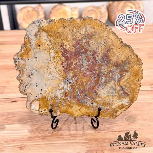 Petrified Palmwood Slab - Putnam Valley Trading Co.