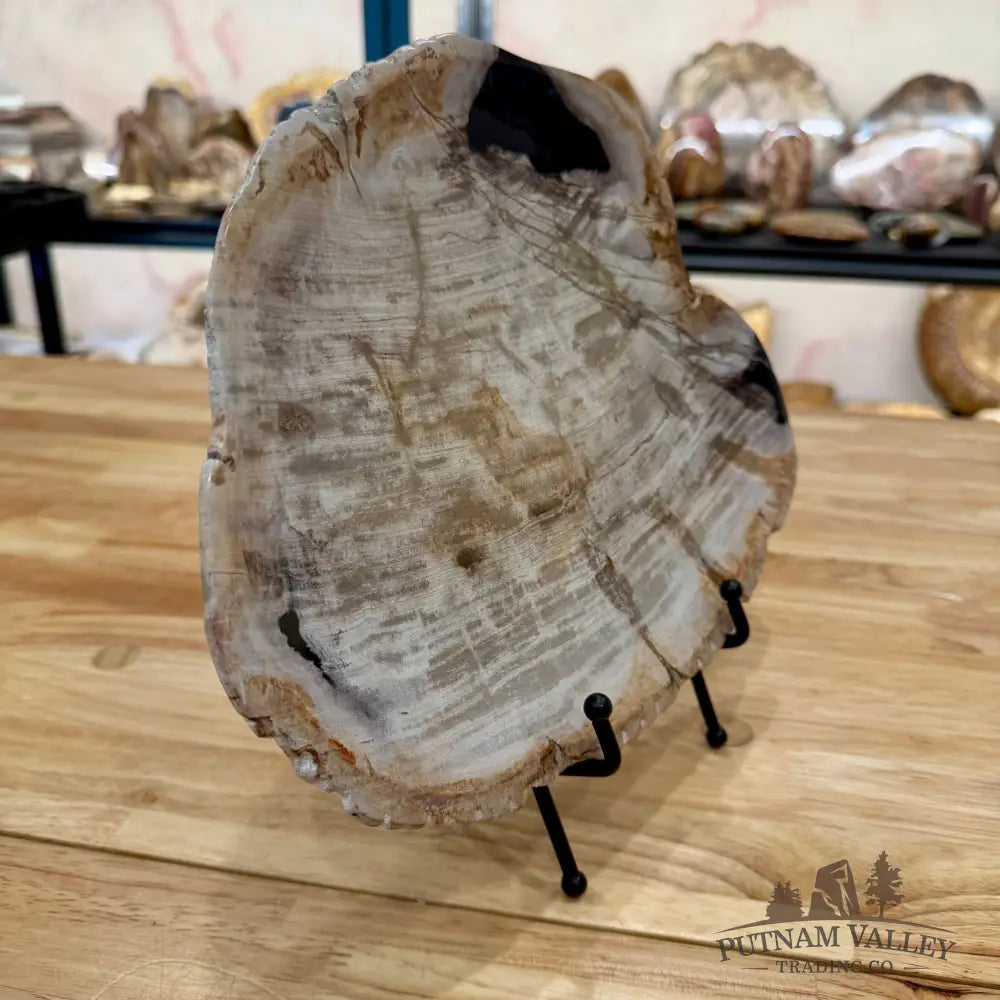 Indonesian Petrified Wood Plate 10.75’’ Plate
