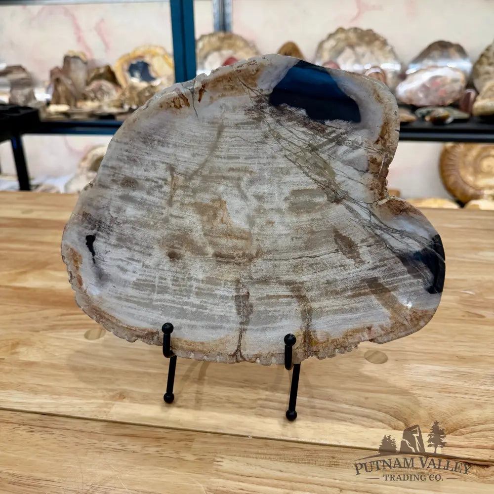 Indonesian Petrified Wood Plate 10.75’’ Plate