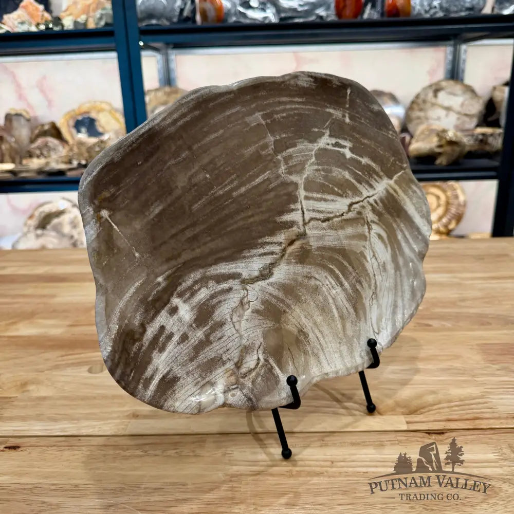 Indonesian Petrified Wood Plate 13.75’’ Plate
