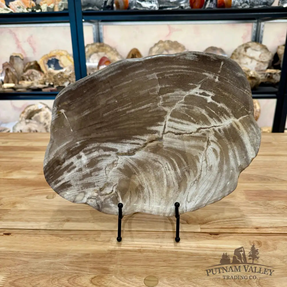 Indonesian Petrified Wood Plate 13.75’’ Plate