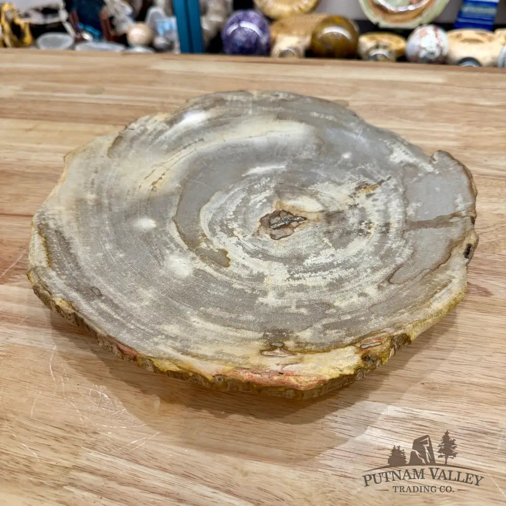 Indonesian Petrified Wood Rustic Plate 11.25’’ - Plate
