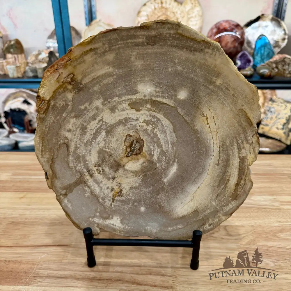 Indonesian Petrified Wood Rustic Plate 11.25’’ - Plate