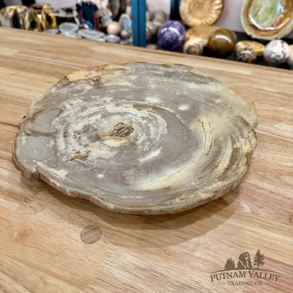 Indonesian Petrified Wood Rustic Plate 11.25’’ - Plate