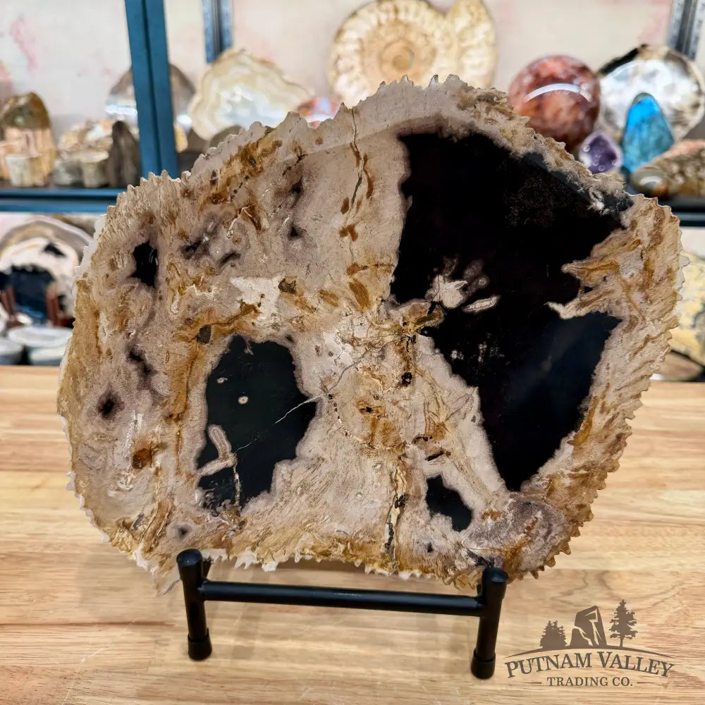 Indonesian Petrified Wood Rustic Plate 12.25’’ - Plate