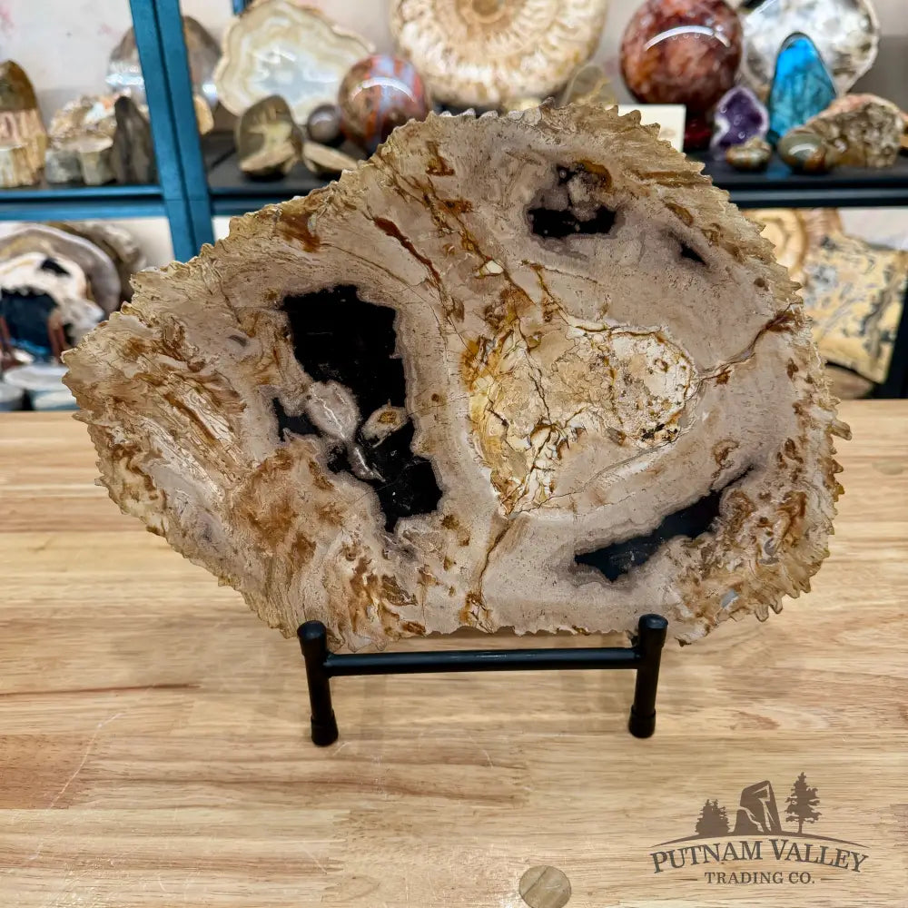 Indonesian Petrified Wood Rustic Plate 13’’ - Plate