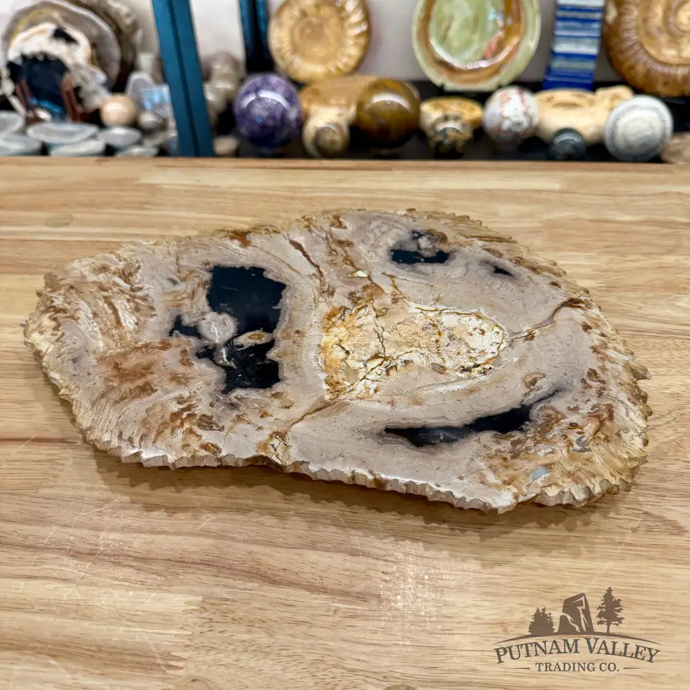 Indonesian Petrified Wood Rustic Plate 13’’ - Plate