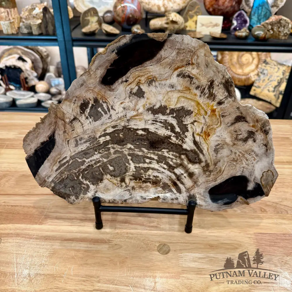 Indonesian Petrified Wood Rustic Plate 14.5’’ - Plate