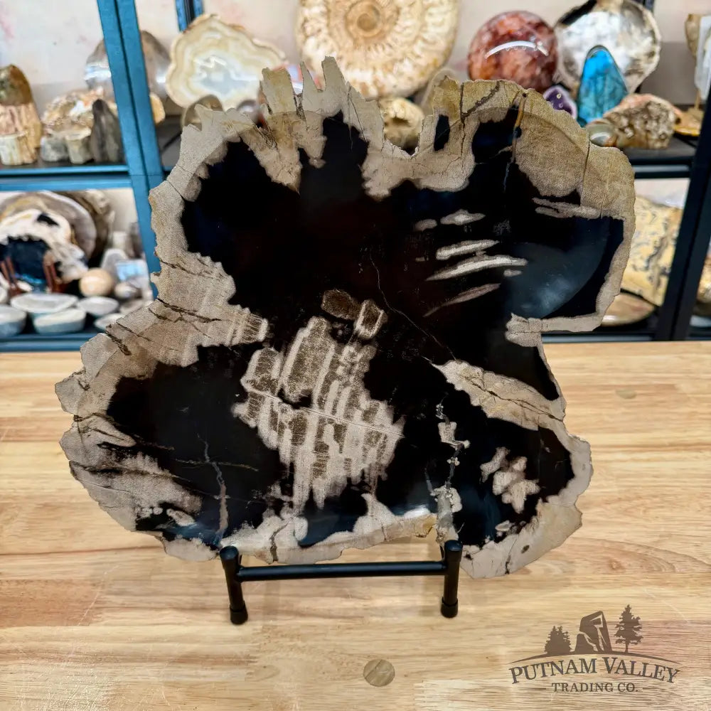 Indonesian Petrified Wood Rustic Plate 15.5’’ - Plate