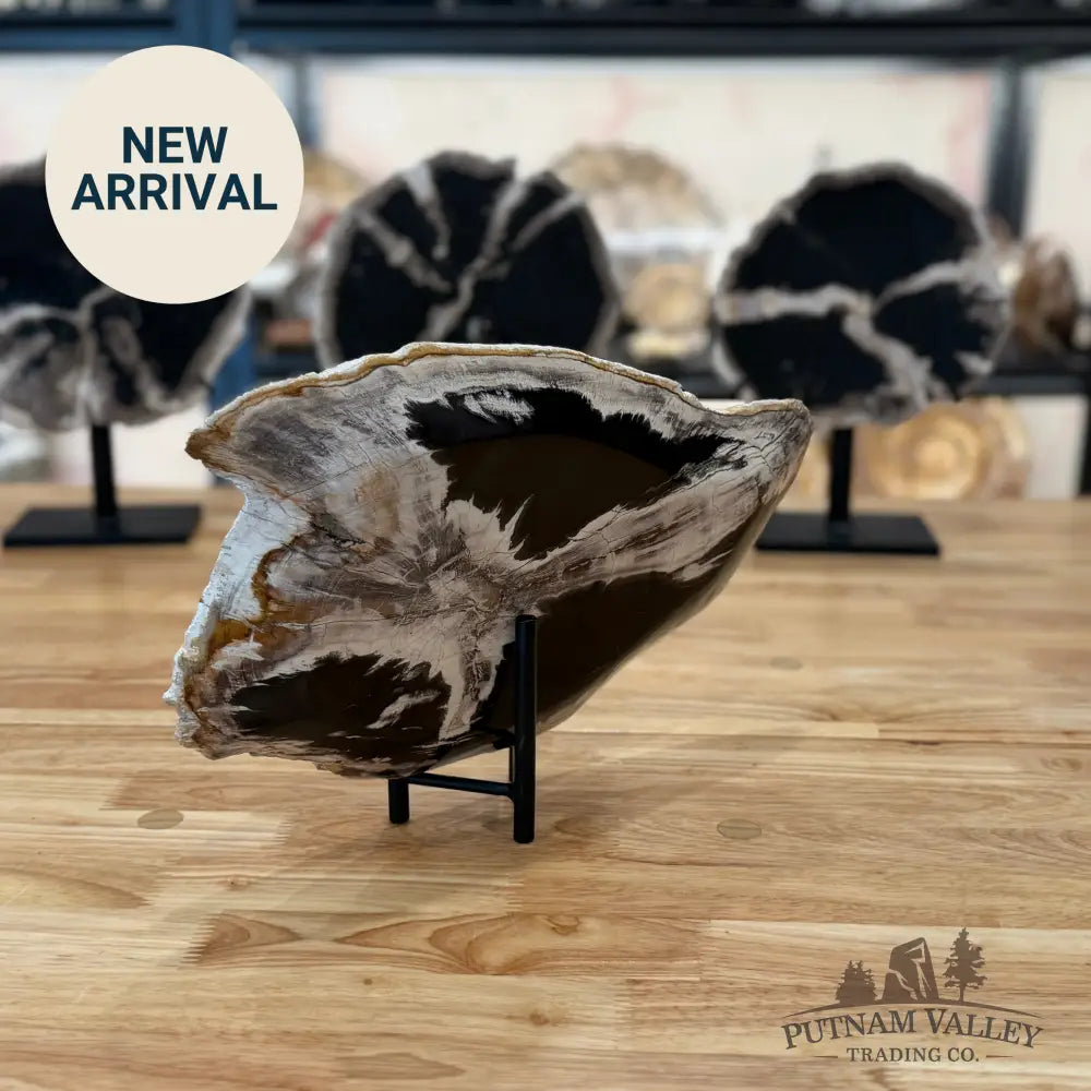 Indonesian Petrified Wood Rustic Plate Plate